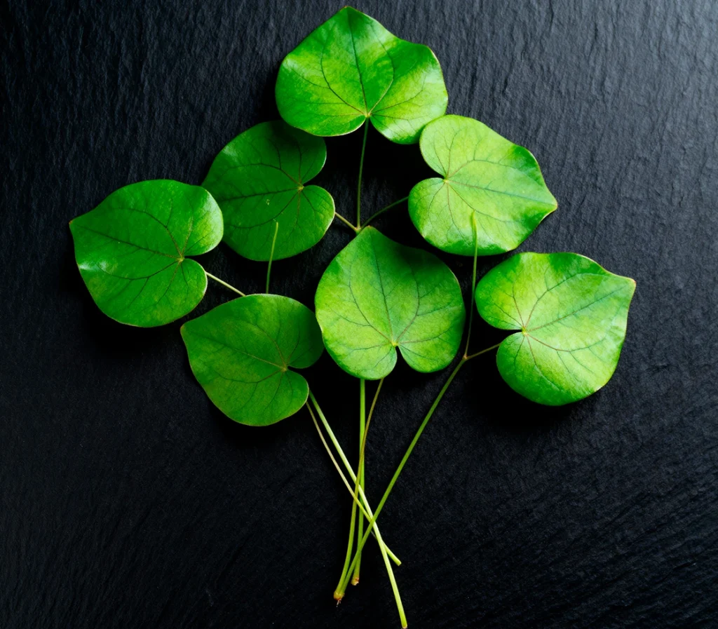 Horny Goat Weed — ancient Chinese herb